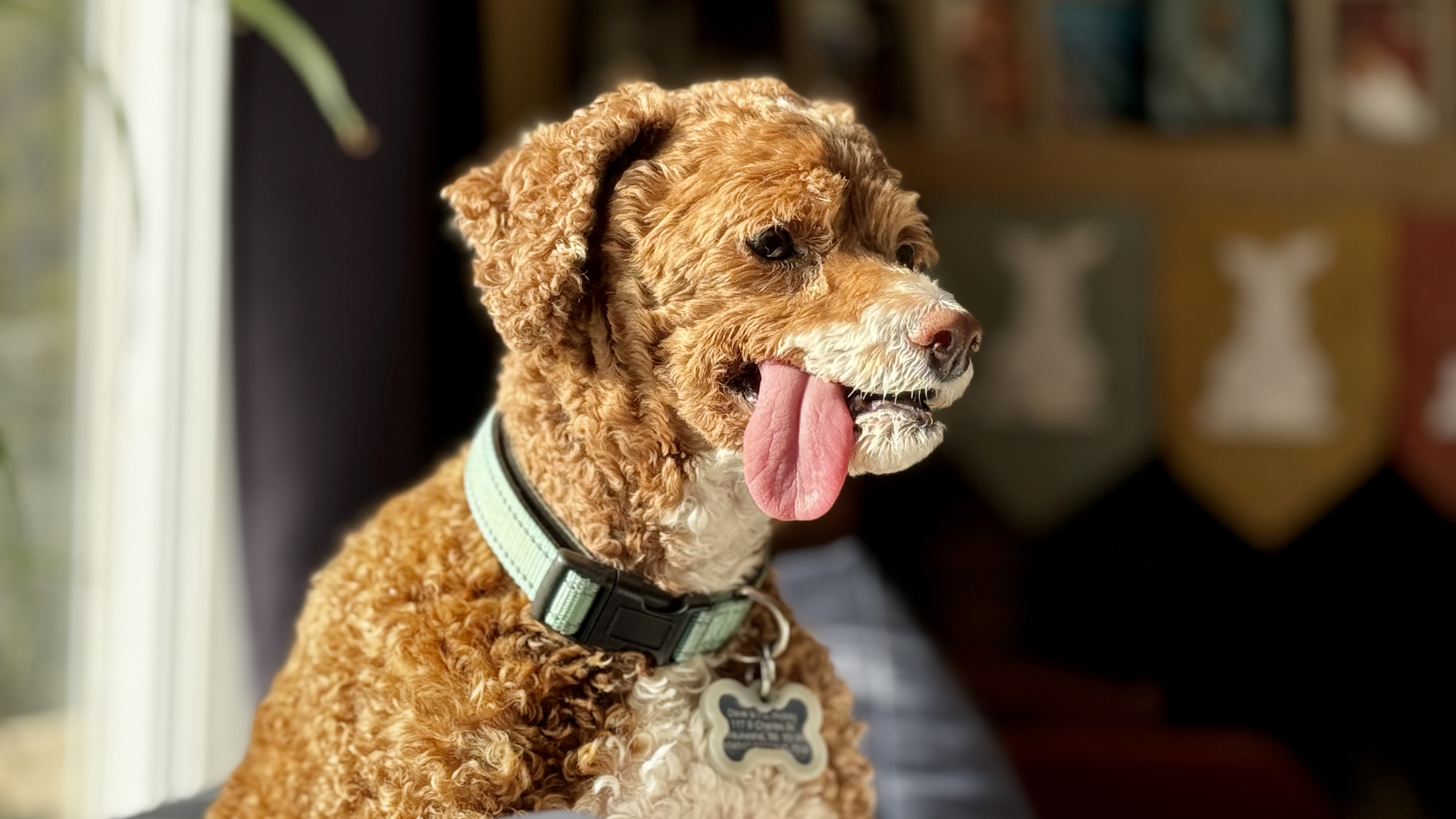 Scout, one of our dogs