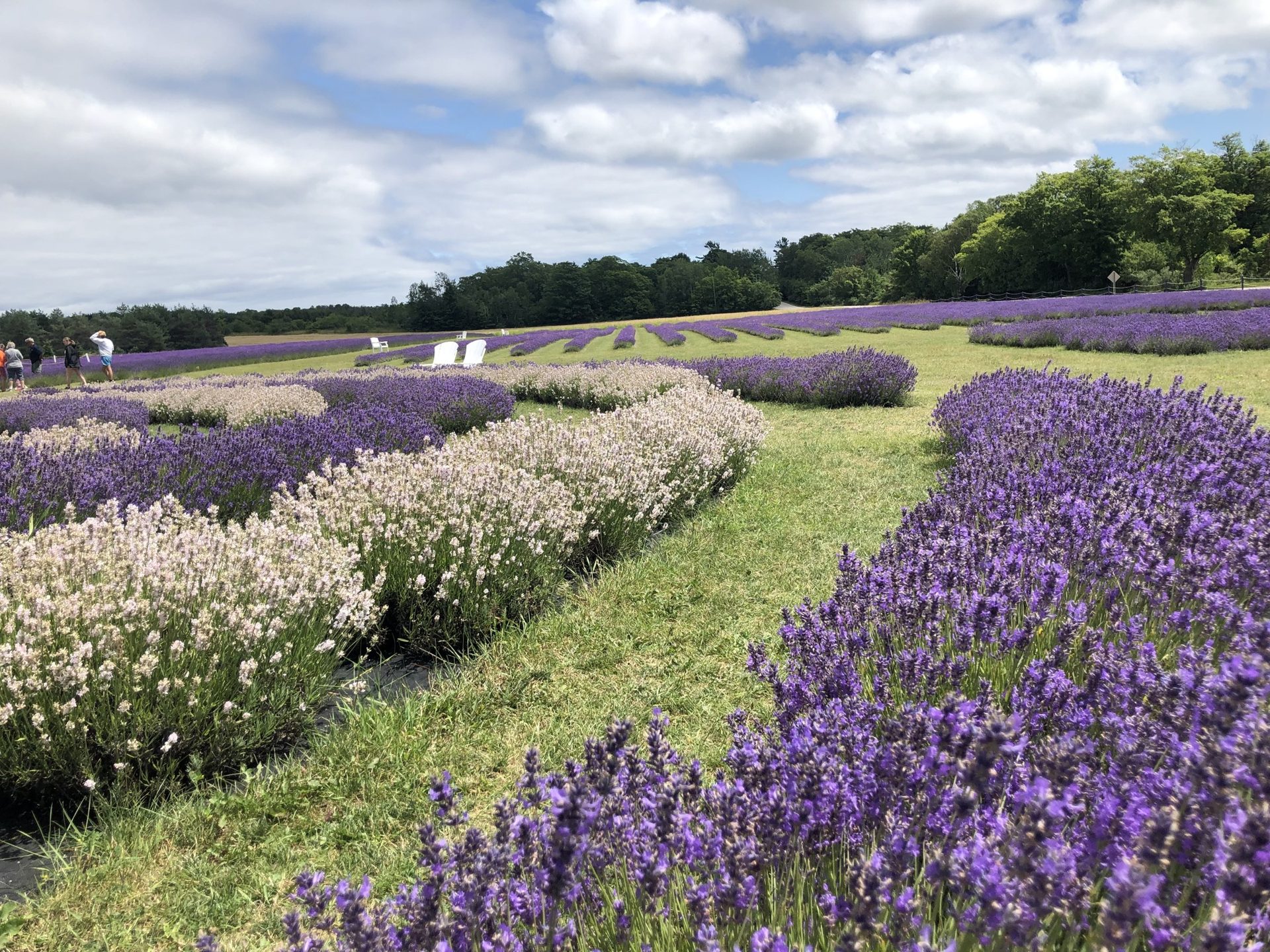 Fragrant Isle Lavender Farm (1 of 6)