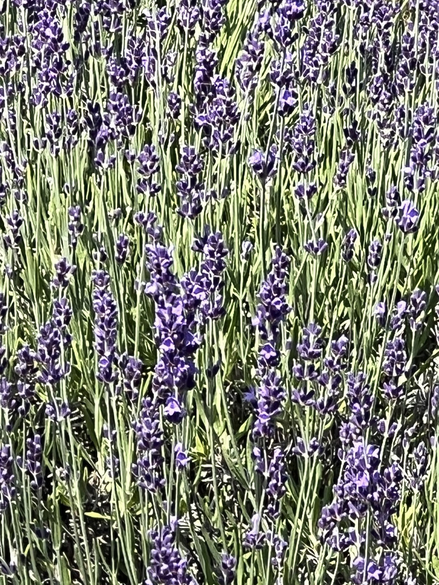 Fragrant Isle Lavender Farm (2 of 6)