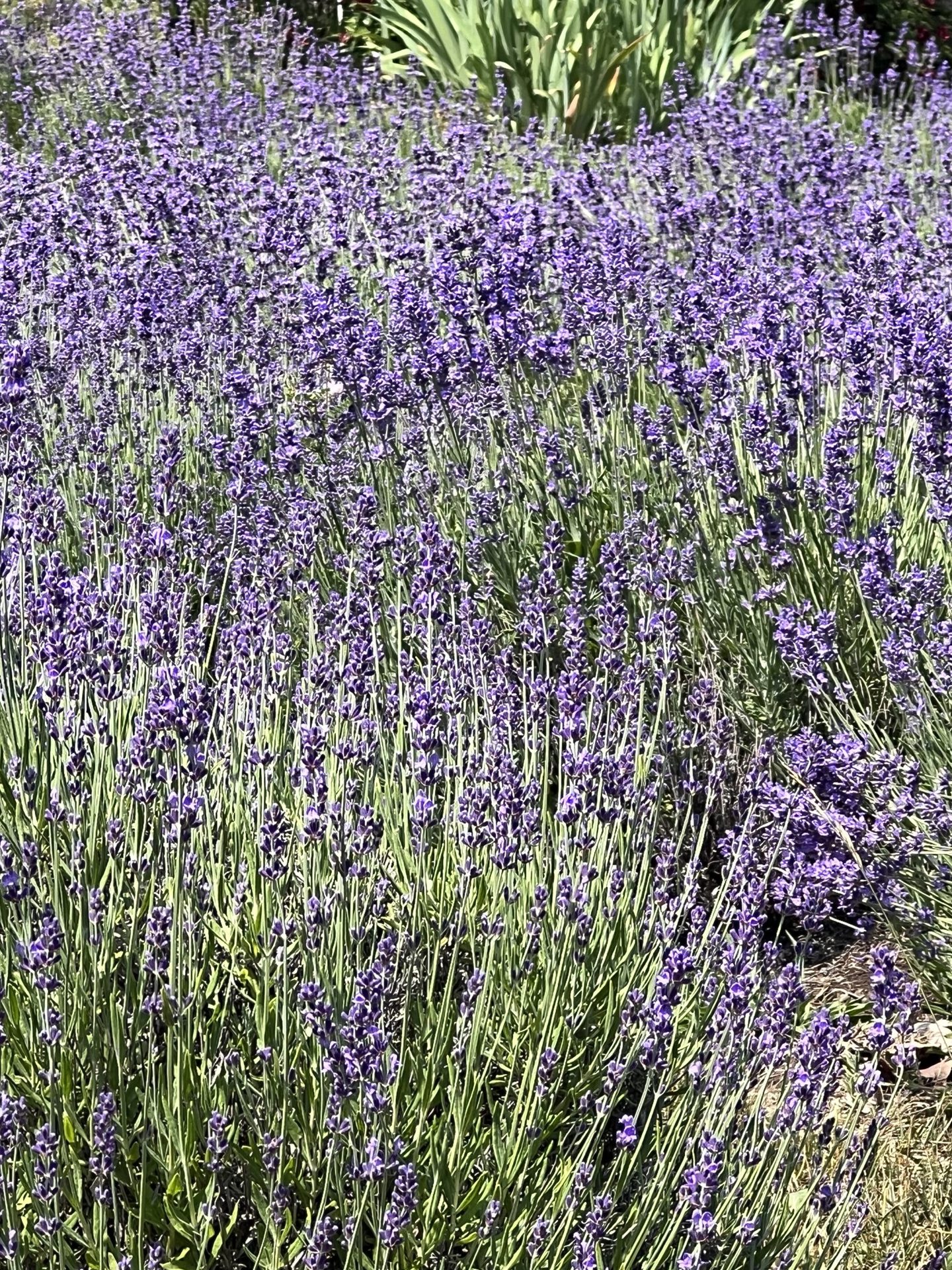 Fragrant Isle Lavender Farm (5 of 6)