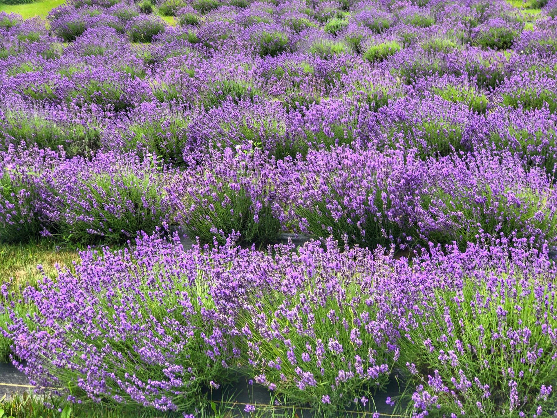 Fragrant Isle Lavender Farm (6 of 6)