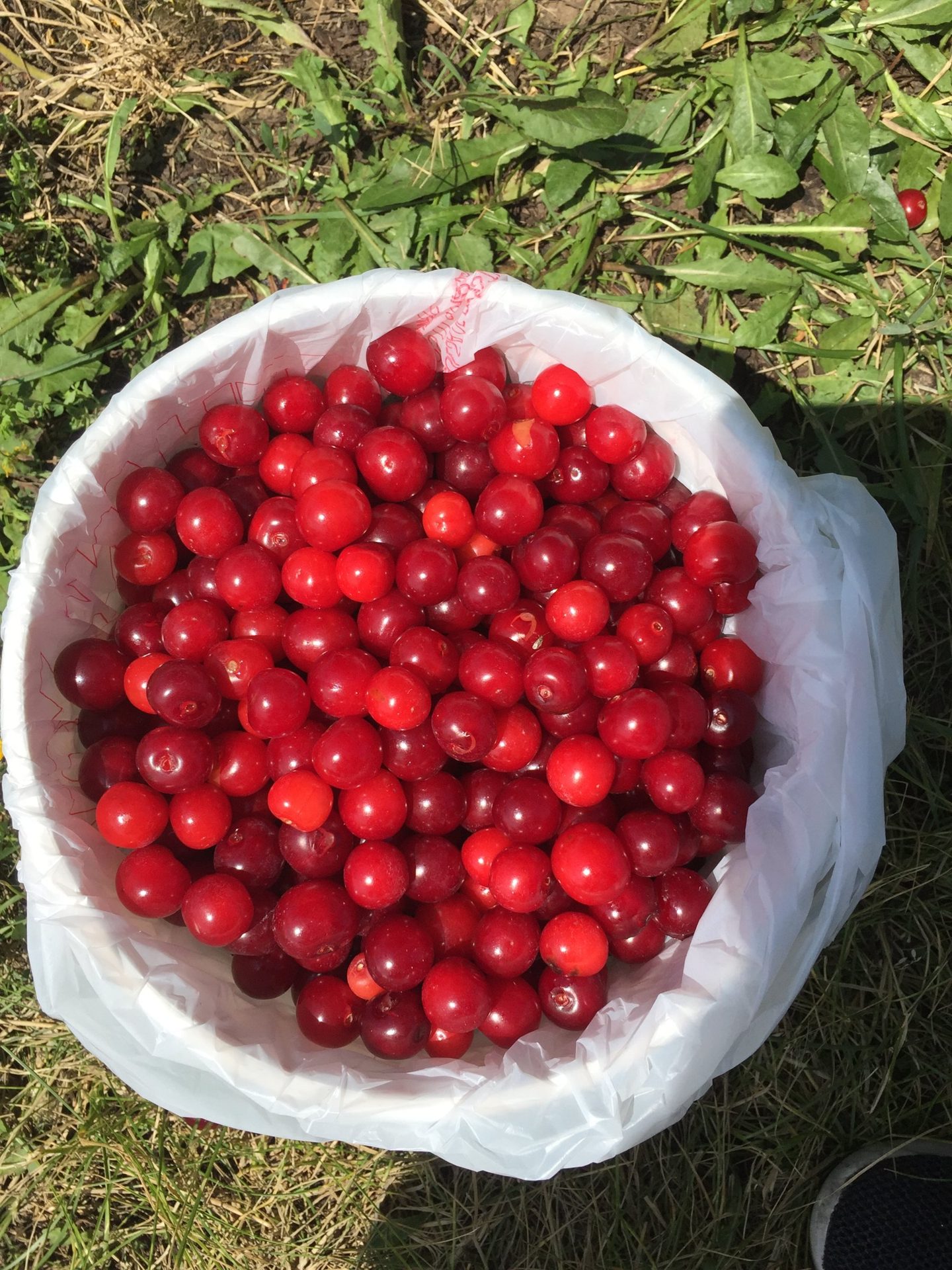 Lautenbach’s Orchard Country (Shop & Cherry Picking) (3 of 6)