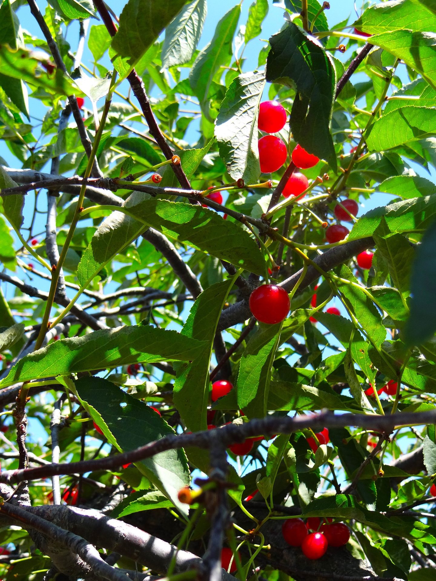 Lautenbach’s Orchard Country (Shop & Cherry Picking) (5 of 6)