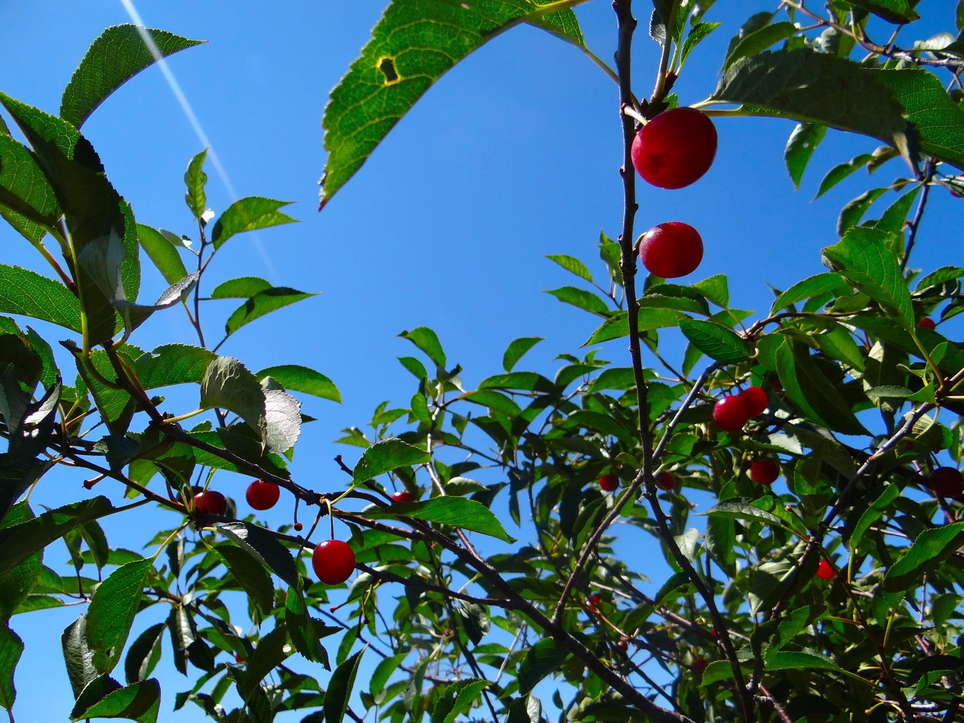 Lautenbach’s Orchard Country (Shop & Cherry Picking) (6 of 6)