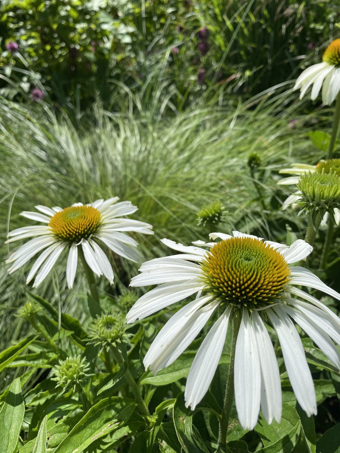 The Secret Garden of Door County (4 of 6)