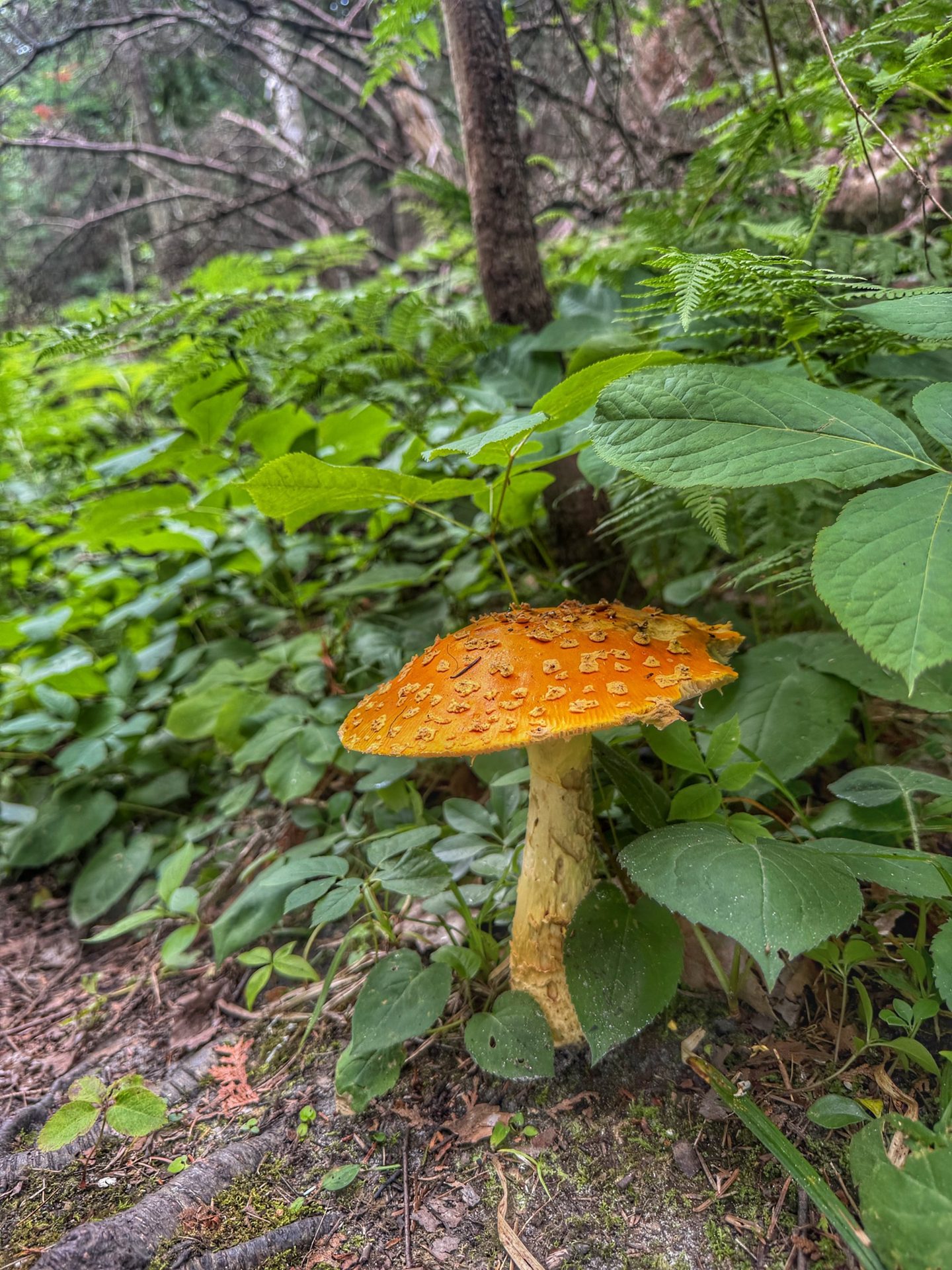 Three Springs Nature Preserve (2 of 6)