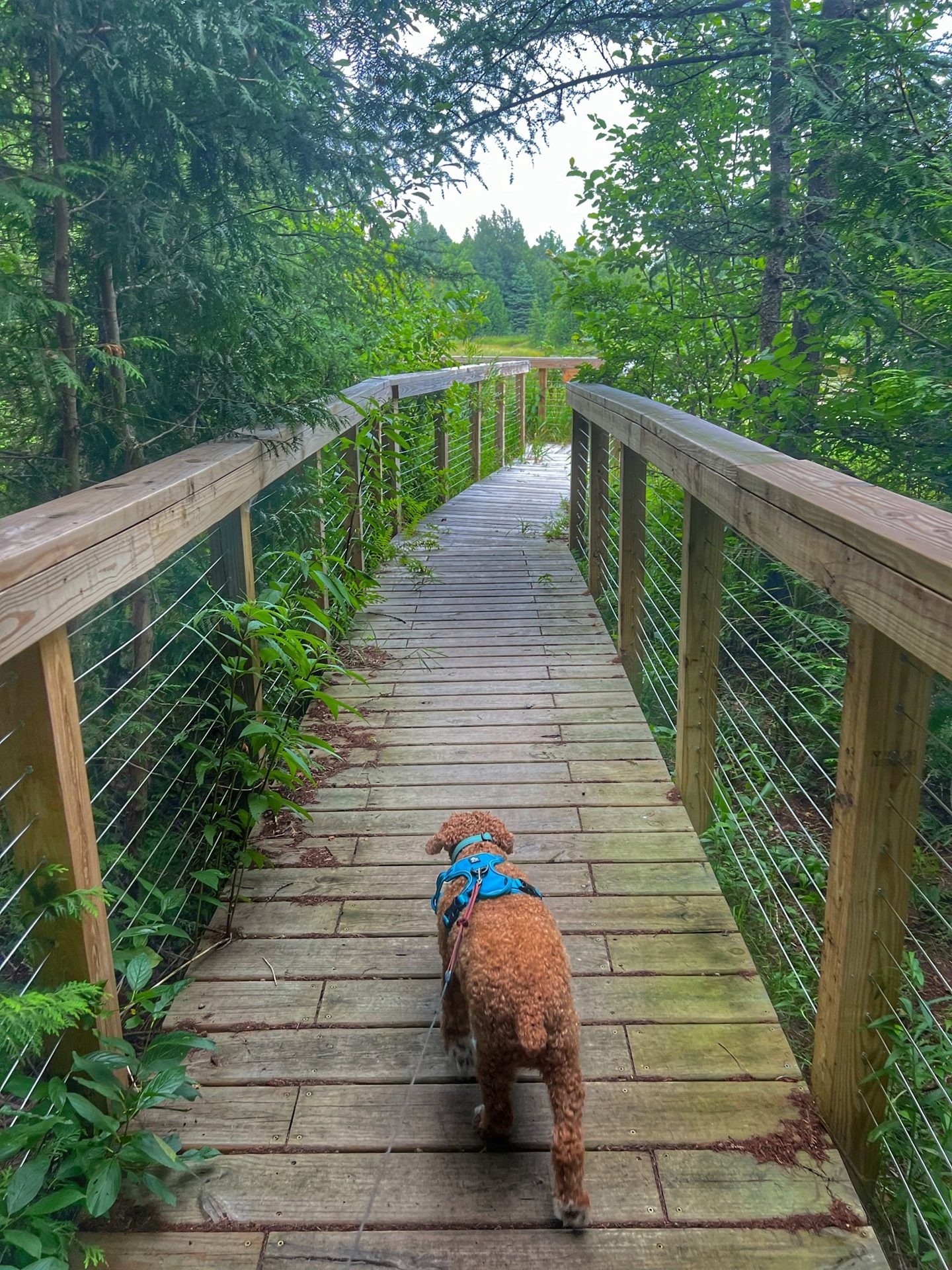 Three Springs Nature Preserve (3 of 6)